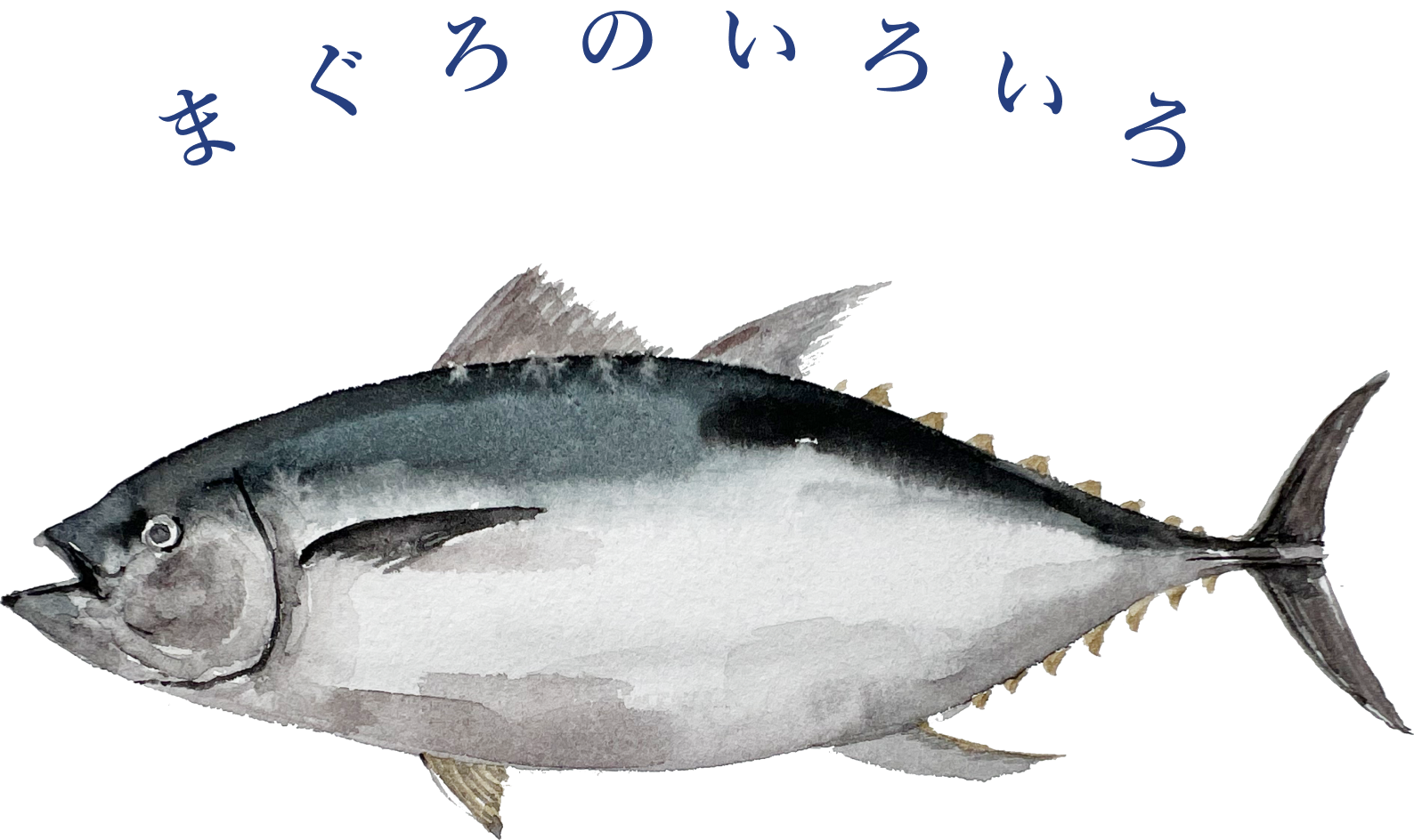 まぐろのいろいろ｜YAMABISHIYA｜山菱水産の直営通販サイト